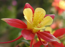 Red columbine