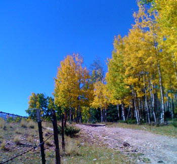 Aspen trees in the fall.